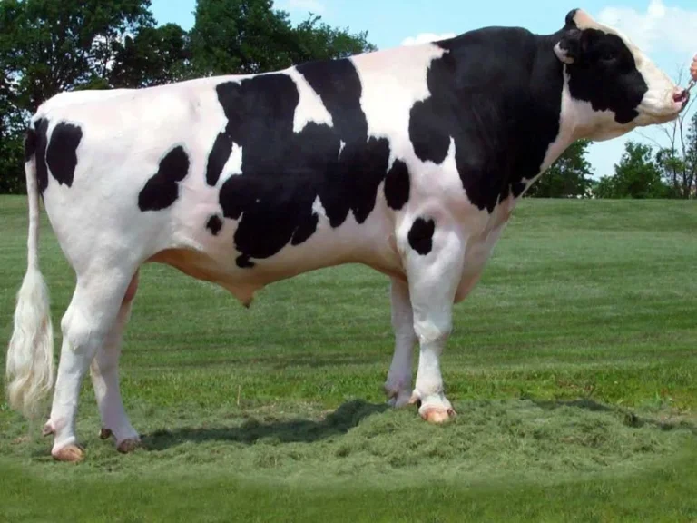 Sağlıklı Bir Dana Yetiştirmenin Püf Noktaları