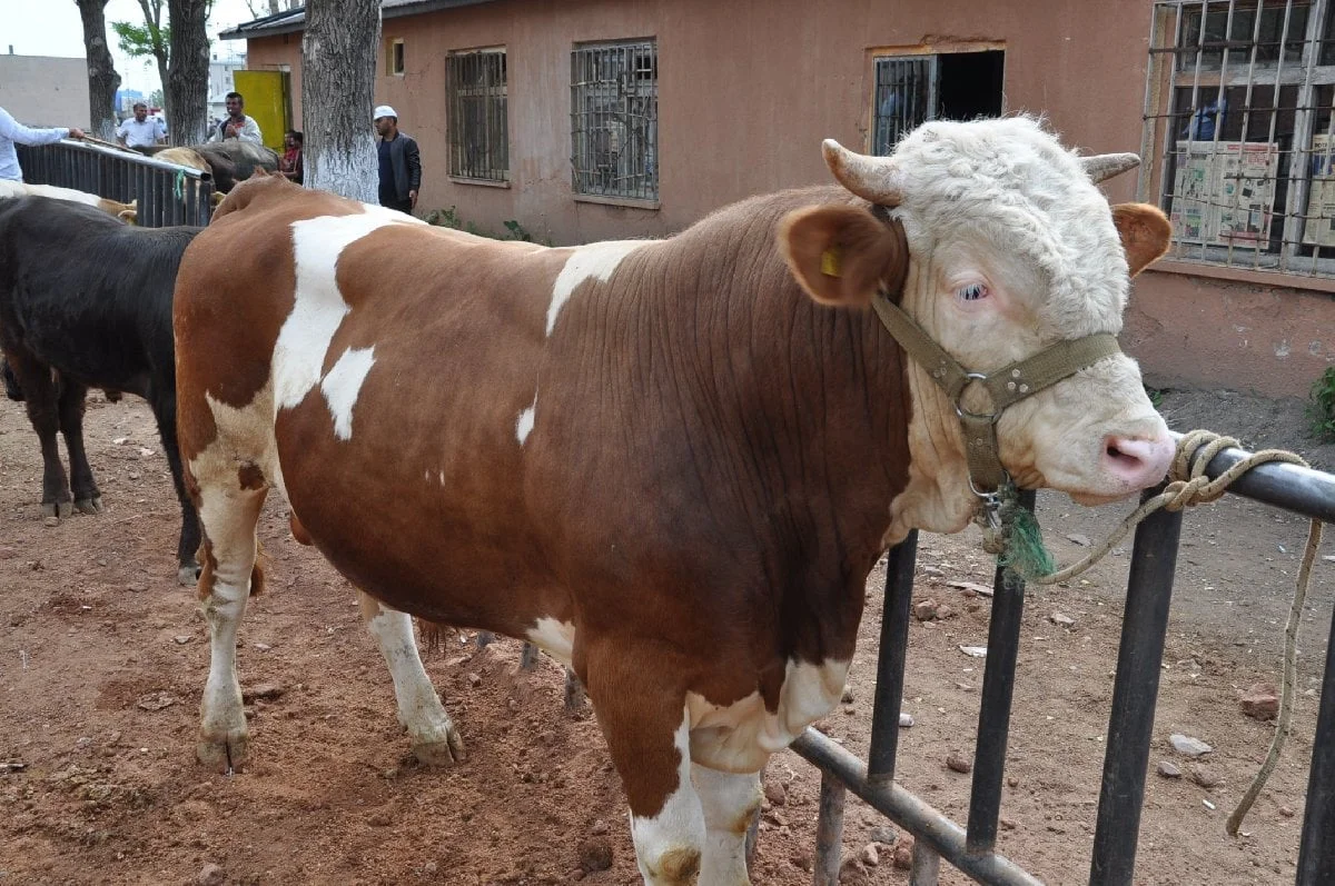 2025 Dana Fiyatları: Piyasada Son Durum ve Beklentiler