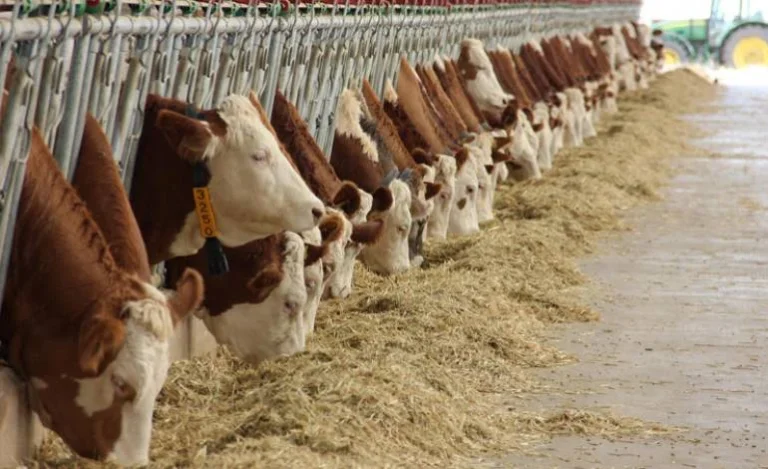 Dana Yetiştiriciliği: Yeni Başlayanlar İçin Temel Rehber