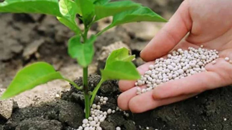 Doğru Gübre Seçimi Nasıl Yapılır?