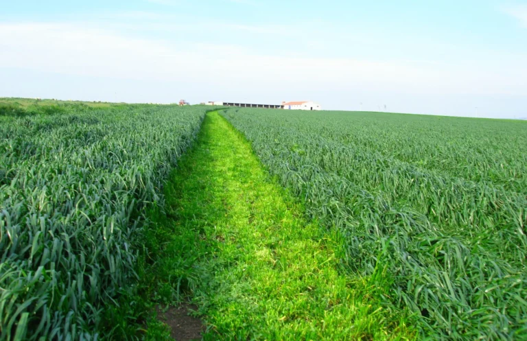 Yem Bitkilerinin Besin Değerleri ve Hayvan Sağlığına Etkileri