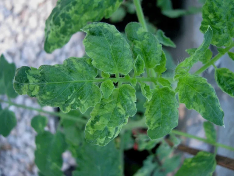 Domateste Çift Virüslü Çizgi Hastalığı