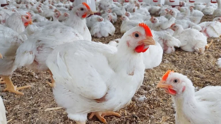 Etlik Tavuk Üretiminde Sık Yapılan Hatalar ve Çözümleri