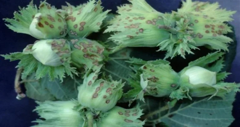 Fındık Bakteriyel Yanıklık Hastalığı ile Mücadele