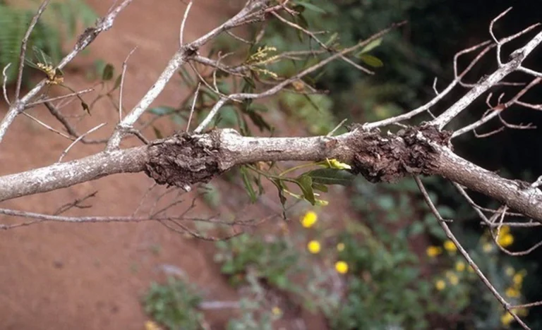 Fındıkta Dal Kanseri