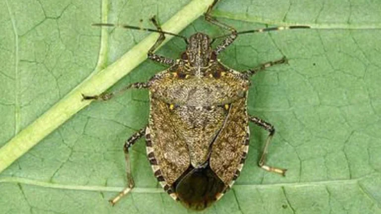 Fındıkta Kokarca ile Mücadele