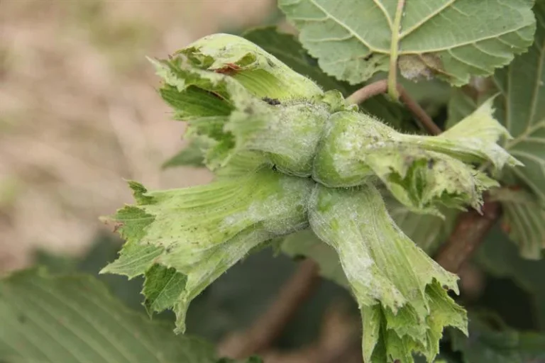 Fındıkta Küllenme Hastalığı ile Mücadele