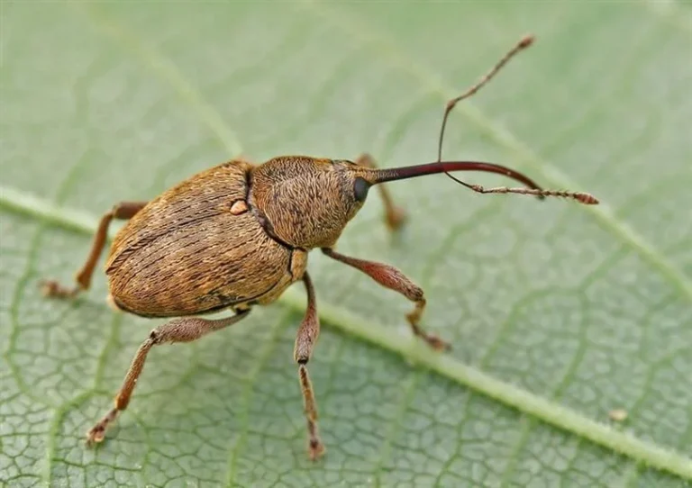 Fındıkta Kurdu ile Mücadele