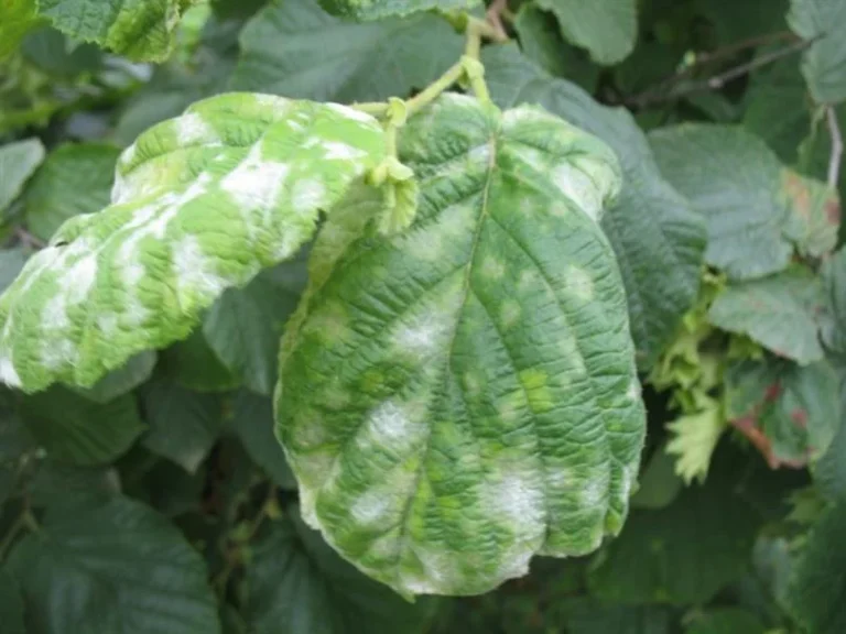 Fındıkta Mozaik Hastalığı