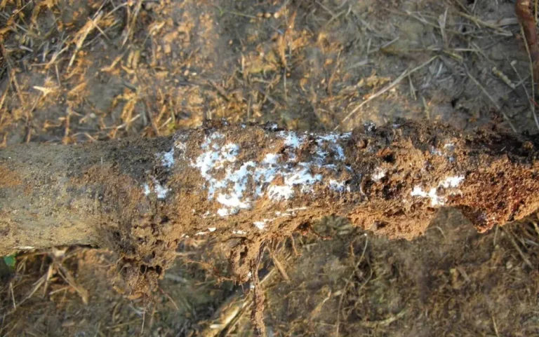 Fındıkta Rosellinia Kök Çürüklüğü