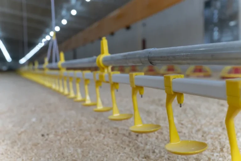 Kümes Otomatik Yemleme ve Su Sistemleri: İşinizi Kolaylaştıracak Çözümler