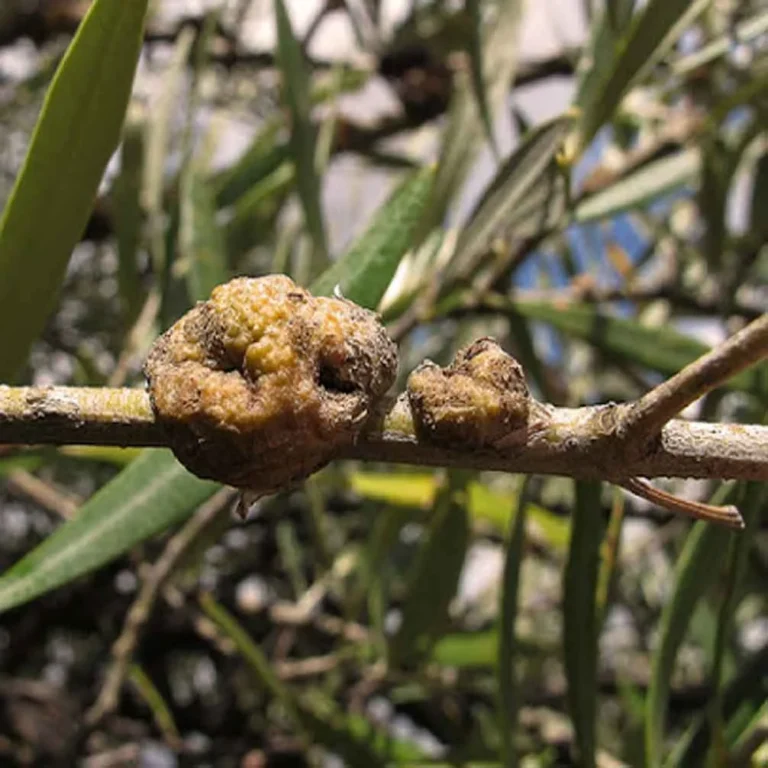 Zeytin Dal Kanseri Hastalığı ve Mücadelesi