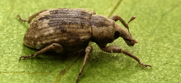 Zeytin Kurdu Mücadelesi