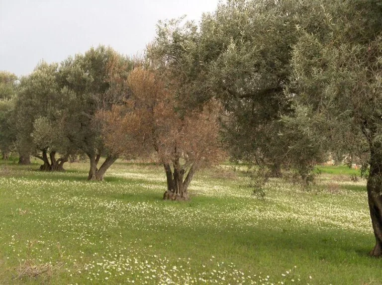 Zeytin Verticillium Solgunluğu Hastalığı ve Mücadelesi