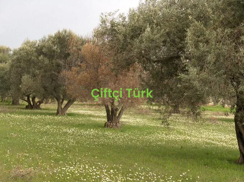 Zeytin Verticillium Solgunluğu Hastalığı ve Mücadelesi